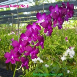Dendrobium