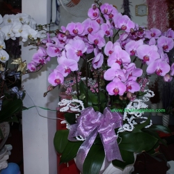 Hồ Điệp Cắm Chậu nghệ thuật