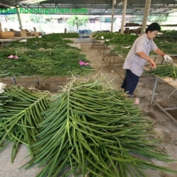 Cây Lan Giống