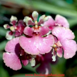 Vũ Nữ