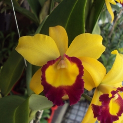 Cattleya