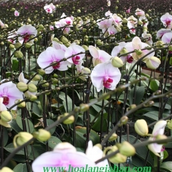 Hồ Điệp