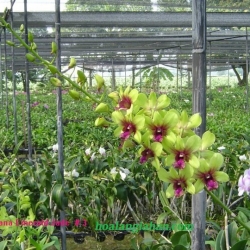 Dendrobium
