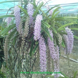 Lan Ngọc điểm