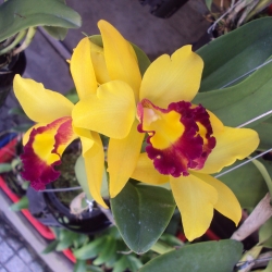 Cattleya