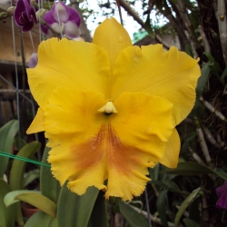 Cattleya