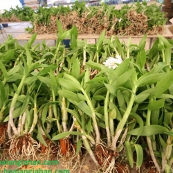 Cây Lan Giống