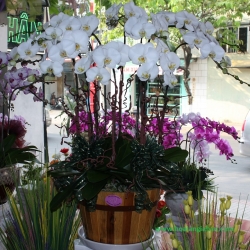 Hồ Điệp Cắm Chậu nghệ thuật