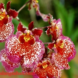 Vũ Nữ