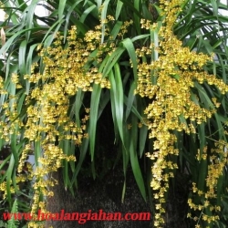 Vũ Nữ