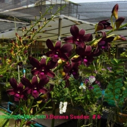 Dendrobium