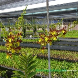 Dendrobium