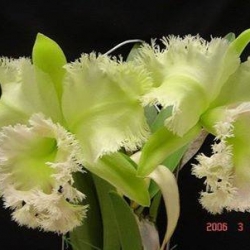 Cattleya