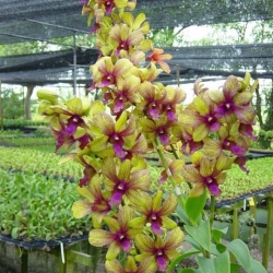 Dendrobium