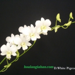 Dendrobium