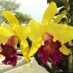Cattleya