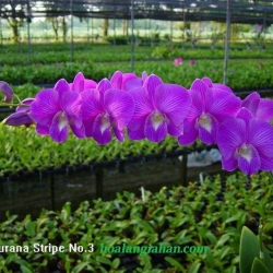 Dendrobium
