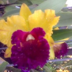 Cattleya