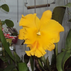 Cattleya