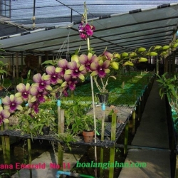 Dendrobium