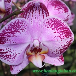 Hồ Điệp