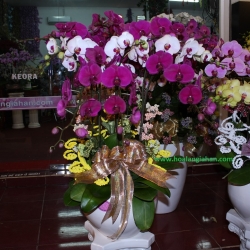 Hồ Điệp Cắm Chậu nghệ thuật