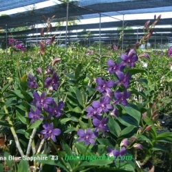 Dendrobium
