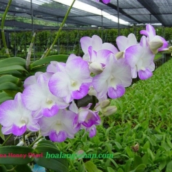 Dendrobium