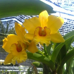 Cattleya