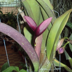 Cattleya