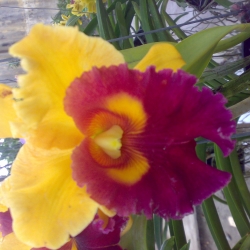 Cattleya