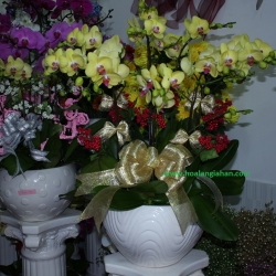 Hồ Điệp Cắm Chậu nghệ thuật