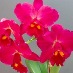Cattleya