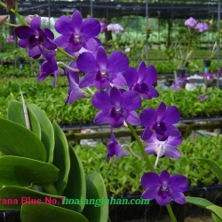 Dendrobium