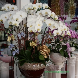 Hồ Điệp Cắm Chậu nghệ thuật