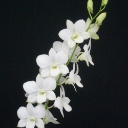 Dendrobium