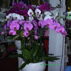 Hồ Điệp Cắm Chậu nghệ thuật