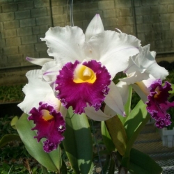 Cattleya