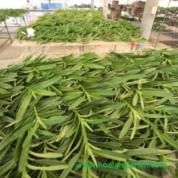 Cây Lan Giống
