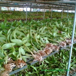 Cây Lan Giống