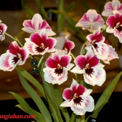 Vũ Nữ