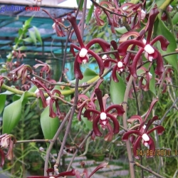 lan rừng