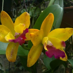 Cattleya
