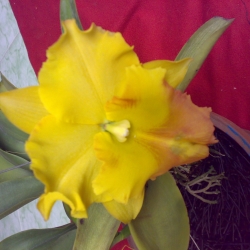 Cattleya