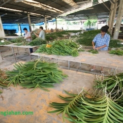 Cây Lan Giống