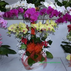 Hồ Điệp Cắm Chậu nghệ thuật