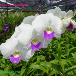 Dendrobium