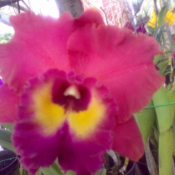 Cattleya