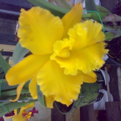 Cattleya