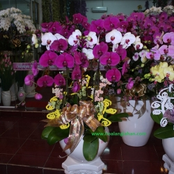 Hồ Điệp Cắm Chậu nghệ thuật